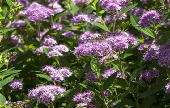 Spiraea japonica Double Play Artist Spiraea japonica Double Play Artist