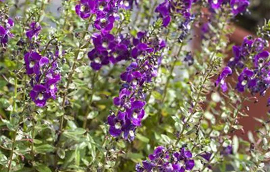 Angelonia angustifolia