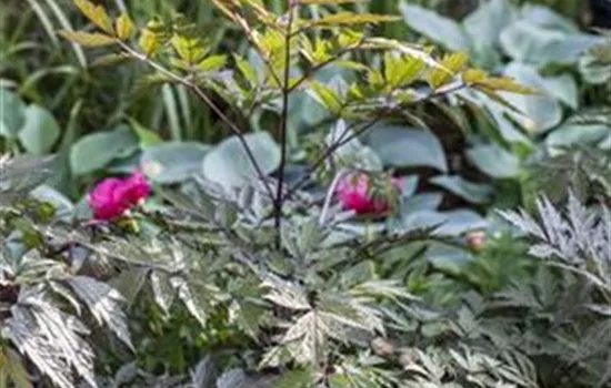 Actaea simplex Chocoholic