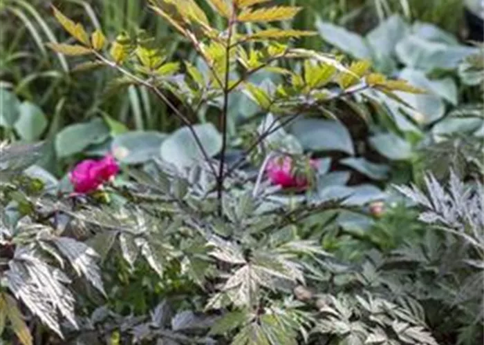 Actaea simplex Chocoholic Actaea simplex Chocoholic