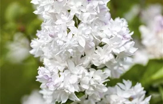 Syringa vulg.'Mme.Lemoine' Syringa vulg.'Mme.Lemoine'