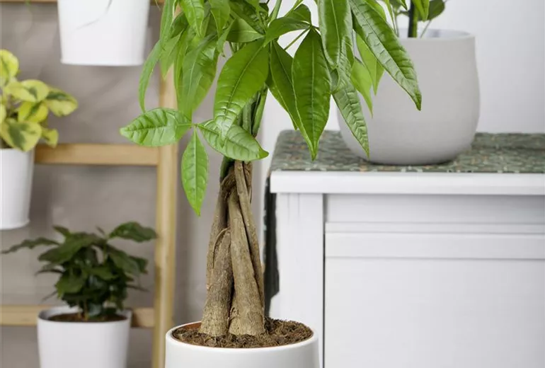 Pachira aquatica Pachira aquatica