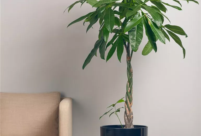 Pachira aquatica Pachira aquatica