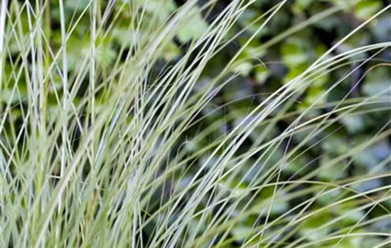 Miscanthus sinensis 'Gracillimus' Miscanthus sinensis 'Gracillimus'