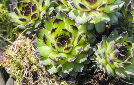 Sempervivum in Sorten