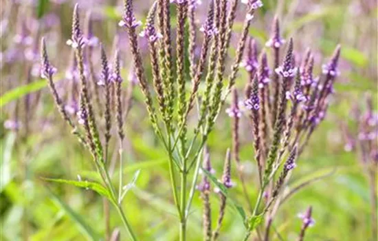 Verbena officinalis