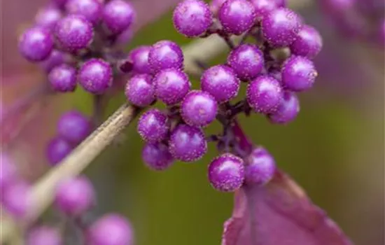Callicarpa bodinieri 'Profusion' Callicarpa bodinieri 'Profusion'