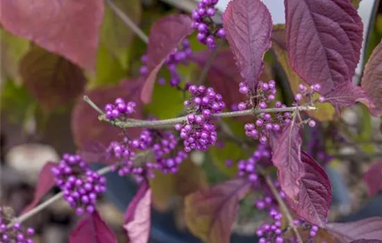Callicarpa ' Pearl Glam' PW  Callicarpa ' Pearl Glam' PW