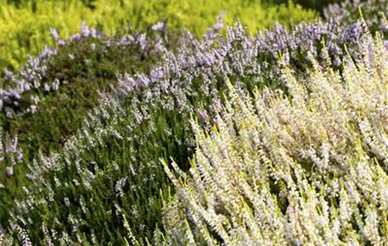 Calluna vulgaris Beauty Lady Calluna vulgaris Beauty Lady