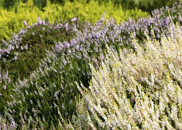 Calluna vulgaris Beauty Lady Calluna vulgaris Beauty Lady