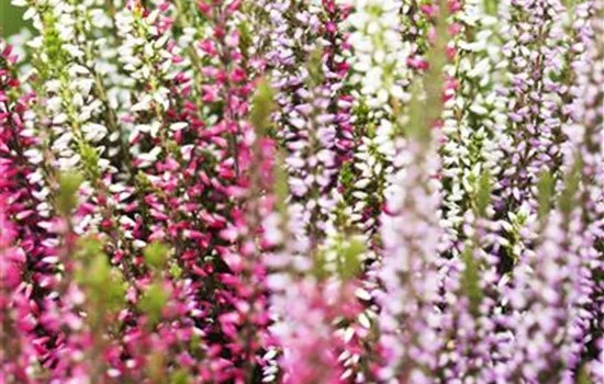 Calluna vulgaris GG Sunset Line Trio