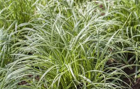 Carex morrowii 'Silver Sceptre'  Carex morrowii 'Silver Sceptre'