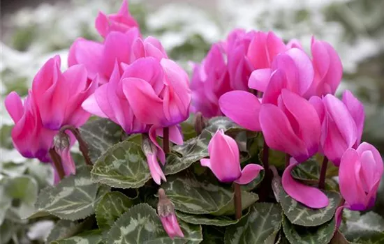 Cyclamen persicum XXXL Cyclamen persicum XXXL