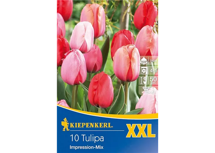 Darwin hybr Tulpen Big Pride Darwin hybr Tulpen Big Pride
