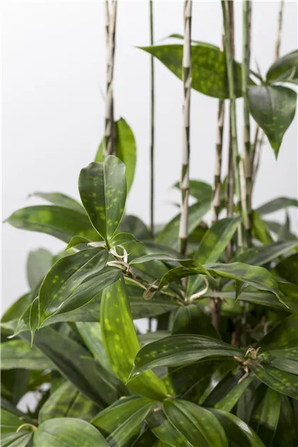 Dracaena surculosa T17