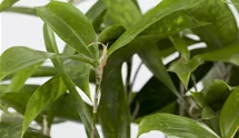 dracaena fragrans golden coast Dracaena Fragrans 'Sol' | Houseplants for Delivery main image 1