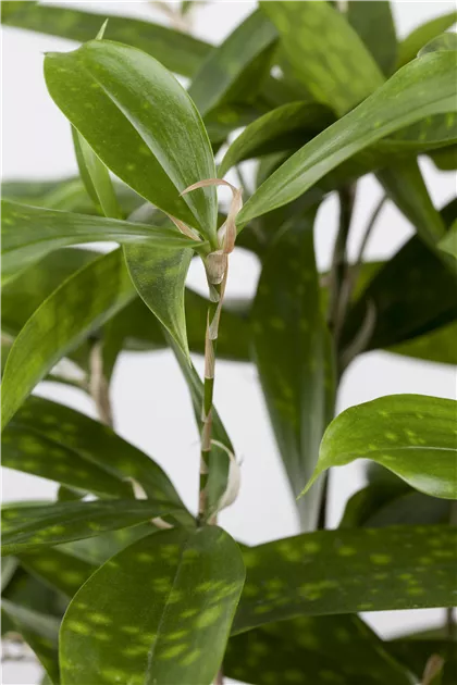 Dracaena surculosa T17