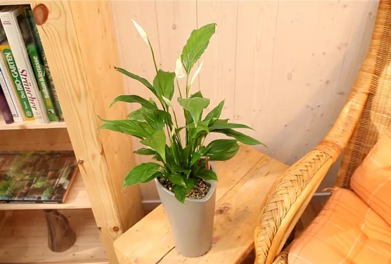 Einblatt - Einpflanzen in ein Gefäß (1)