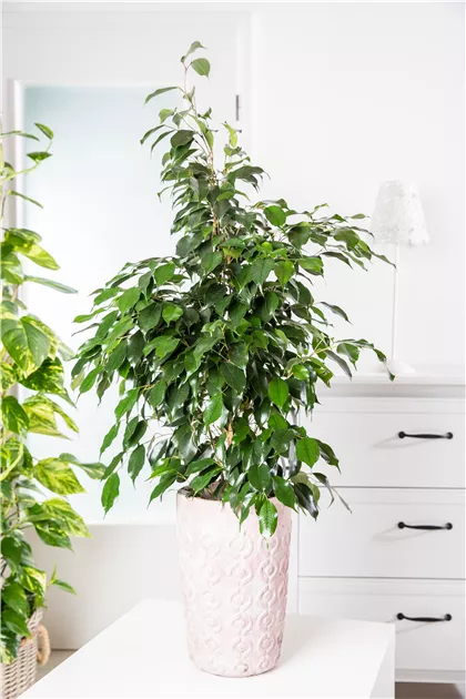Ficus benjamina royal mix