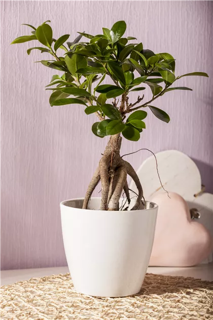Ficus ginseng s type