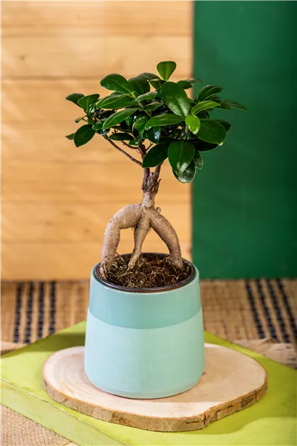 Ficus ginseng s type