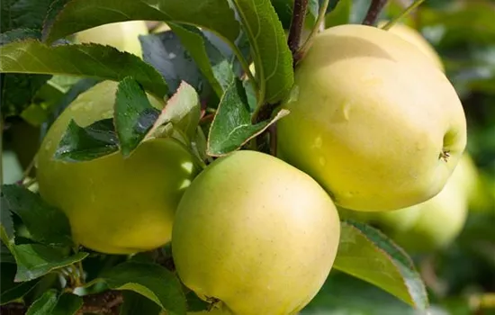 Malus 'Golden Delicious' Malus 'Golden Delicious'