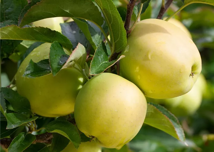 Malus 'Golden Delicious' Malus 'Golden Delicious'