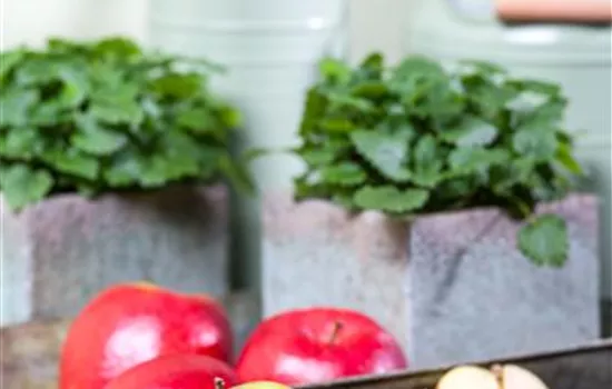 Malus 'Holsteiner Cox'  Malus 'Holsteiner Cox'