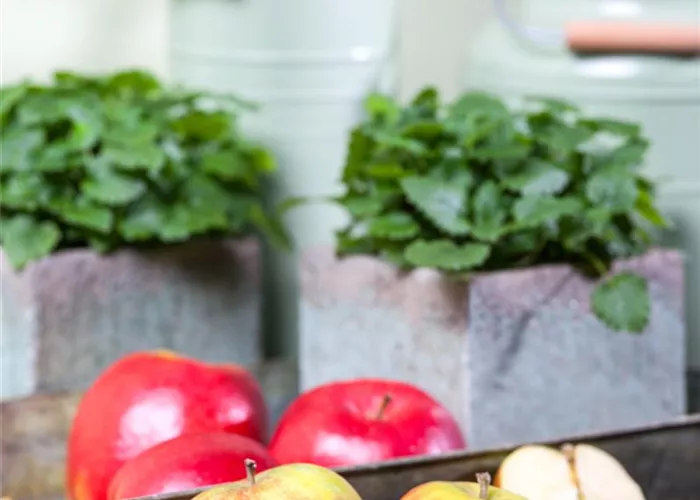 Malus 'Holsteiner Cox' 