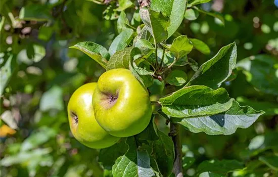 Malus 'Seestermüher Zitronenapfel'  Malus 'Seestermüher Zitronenapfel'