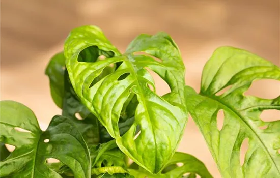 Monstera monkey leaf Monstera monkey leaf