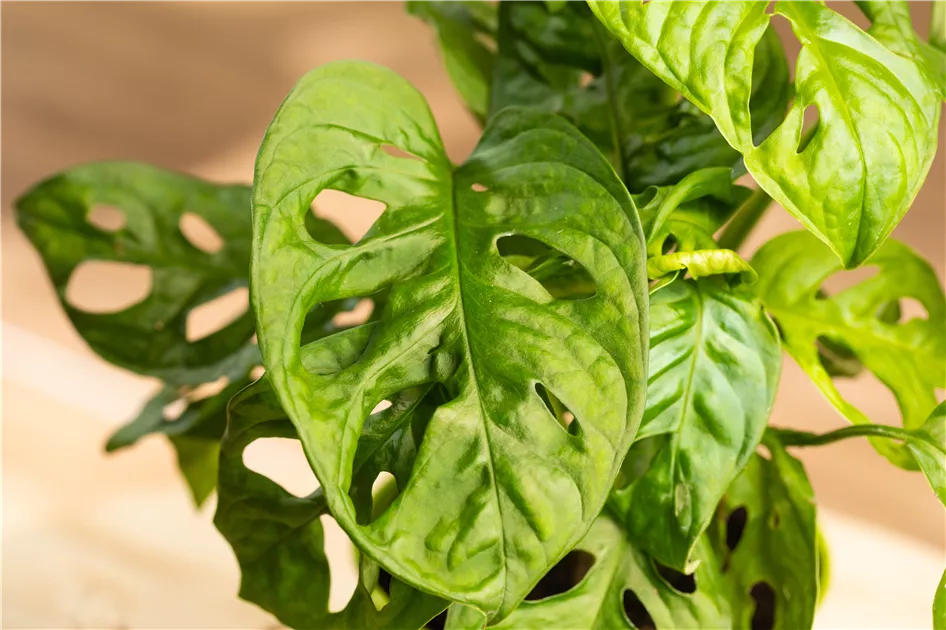 philodendron gloriosum tricolor Philodendron Gloriosum Variegated (Type 2) – Curious Plant Killer main image 1