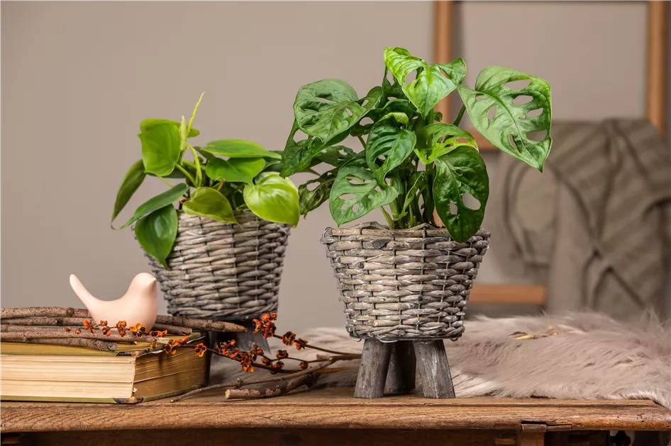 Monstera monkey leaf