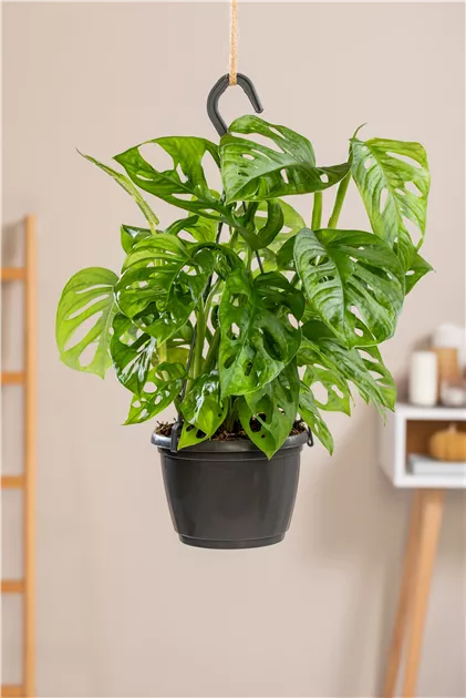 Monstera monkey leaf
