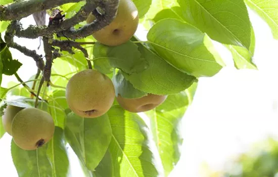 Pyrus pyraster 'Nashi Benita'  Pyrus pyraster 'Nashi Benita'