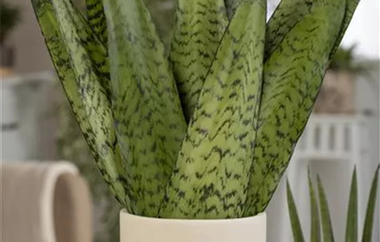 Sansevieria hahnii mix Sansevieria hahnii mix