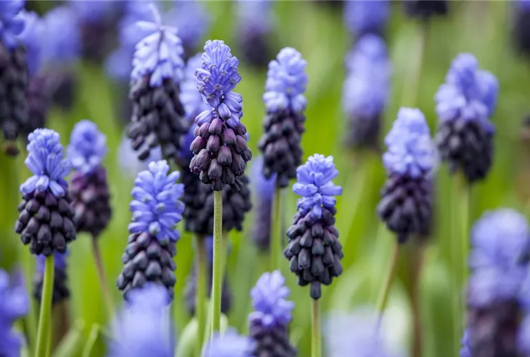 Muscari latifolium Muscari latifolium