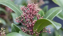Skimmia japonica Skimmia japonica