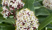 Skimmia japonica Skimmia japonica