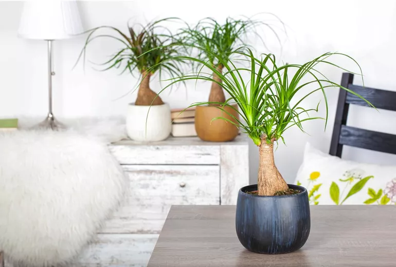 Beaucarnea recurvata Beaucarnea recurvata