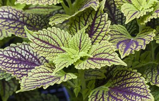 Solenostemum Golden Dreams