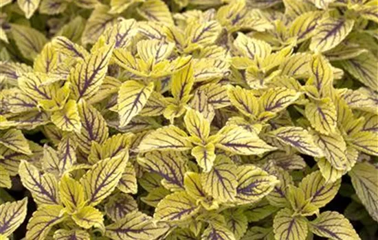 Solenostemum Caipirinha