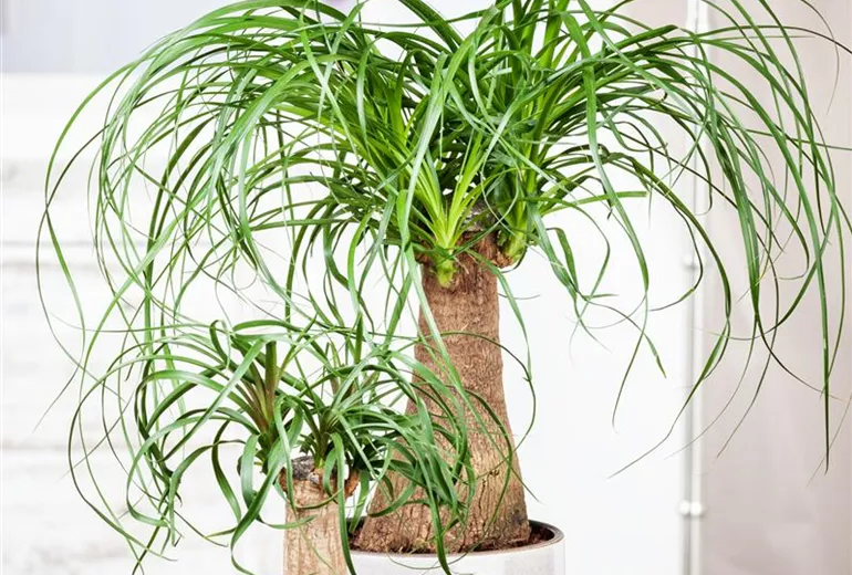 Beaucarnea recurvata Beaucarnea recurvata