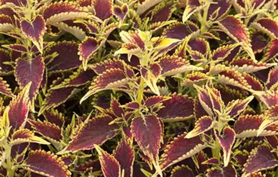 Solenostemum Sky Fire