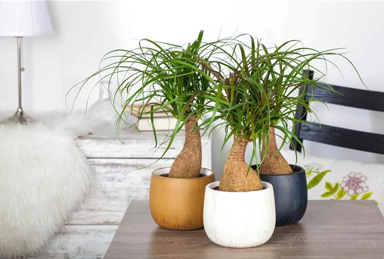 Beaucarnea recurvata Beaucarnea recurvata