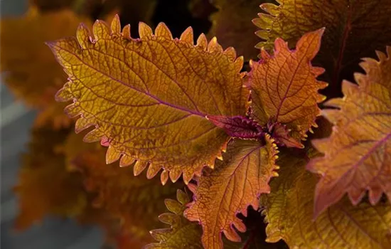 Solenostemum Wicket Hot