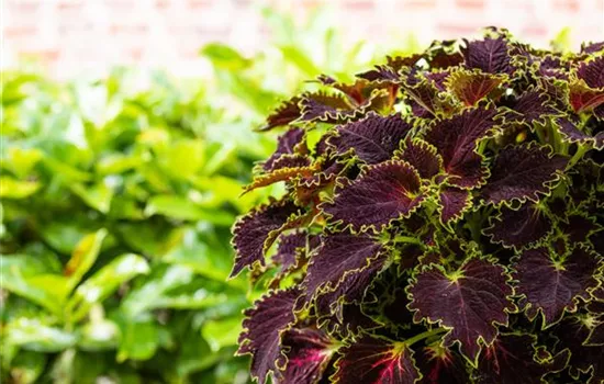 Solenostemum Wicket Witch