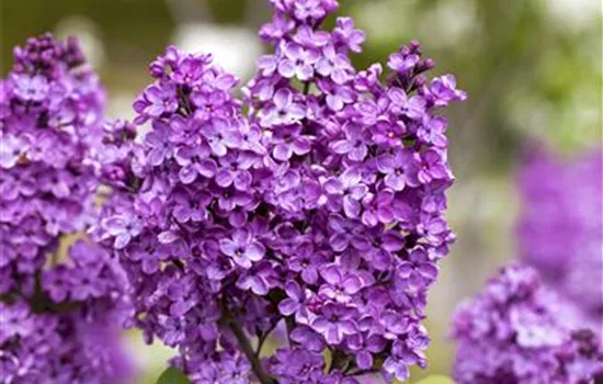 Syringa vulg.'Katharine Havemeyer' Syringa vulg.'Katharine Havemeyer'