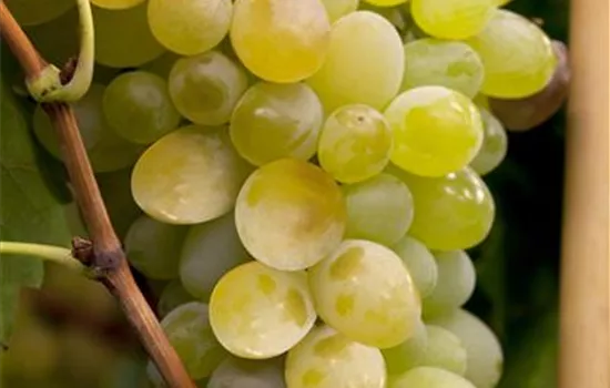 Vitis 'Lakemont Seedless' Vitis 'Lakemont Seedless'