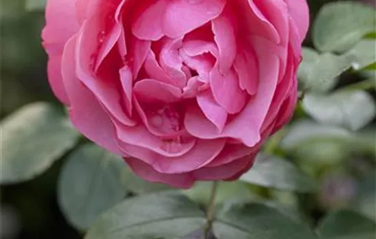 Beetrosen  Beetrosen